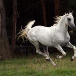 Арабская чистокровная лошадь: характеристики и описание скакунов Фото арабской лошади светло-серой масти