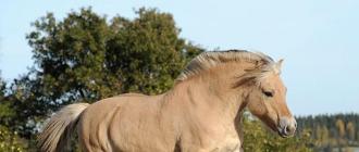 Норвежский фьорд лошадь. Фьорд лошадь. Краткая история вида